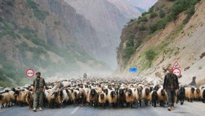 690x390cc-hkr-16-05-2025-colemerg-sap-karantinasi1