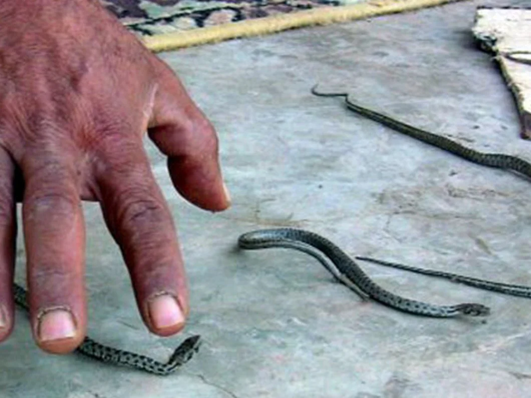 ZEWGLV8r7UypTMfu5HSrJg