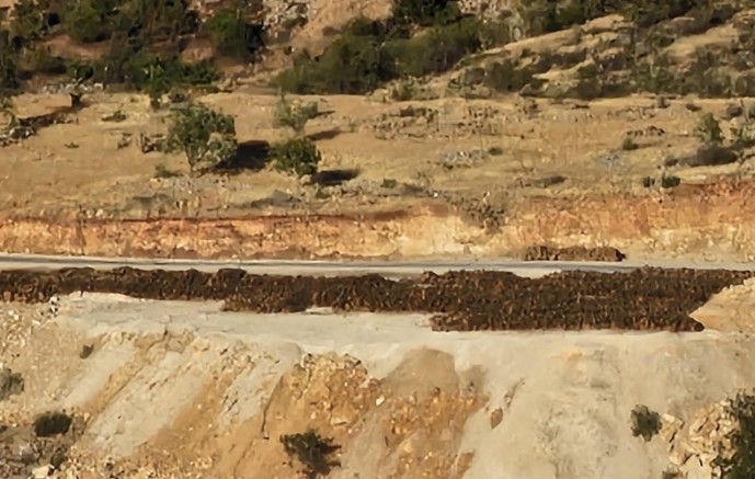 690x450nc-srnk-19-09-2025-gabar-agac-kesimi-suruyor3